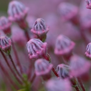 Lorbeerrose Kalmia...... Jürgen Herorn